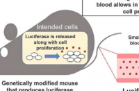 简化小鼠细胞增殖的监测方式
