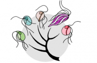 研究发现动物肠道中的单细胞原生生物在没有线粒体的情况下也能茁壮成长