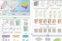 一种新的基于深度学习的空间转录组学分析工具包