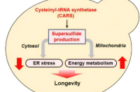揭示超硫化物在调节线粒体功能和寿命中的作用