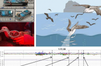支持人工智能的生物记录仪捕捉稀有鸟类的行为