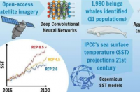 新研究表明海洋变暖对白鲸的聚集模式产生负面影响