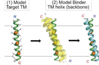 新的计算策略提高了药物设计者靶向膜内蛋白质的能力