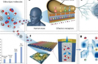 研究人员开发仿生嗅觉以实现先进的气体传感和气味检测
