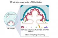 新研究详细介绍了饥饿细胞如何劫持蛋白质运输站