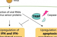 关键蛋白调节哺乳动物细胞对病毒的免疫反应