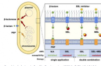 新型三联药物组合可有效对抗抗生素耐药细菌