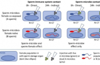 生育力新发现精子可以适应性传播微生物