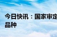 今日快讯：国家审定一批高产优质抗病小麦新品种