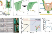 新型液态金属电子逻辑装置模仿捕蝇草的捕食机制