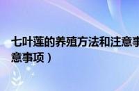 七叶莲的养殖方法和注意事项盆栽（七叶莲的养殖方法和注意事项）