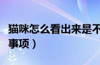 猫咪怎么看出来是不是怀孕了（猫咪怀孕注意事项）