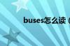 buses怎么读（horses怎么读）