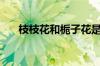 枝枝花和栀子花是一种花吗（枝枝花）