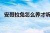 安哥拉兔怎么养才听话（安哥拉兔怎么养）