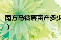 南方马铃薯亩产多少斤（南方马铃薯种植技术）