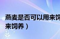 燕麦是否可以用来饲养蚯蚓（燕麦是否可以用来饲养）