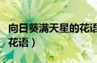 向日葵满天星的花语寓意（向日葵和满天星的花语）