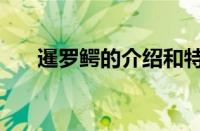 暹罗鳄的介绍和特征（暹罗鳄的介绍）