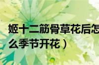 姬十二筋骨草花后怎么修剪（姬十二筋骨草什么季节开花）