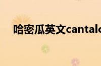 哈密瓜英文cantaloupe（cantaloupe）