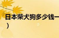 日本柴犬狗多少钱一只（日本柴犬多少钱一只）