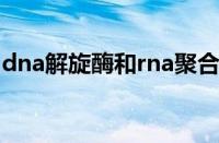 dna解旋酶和rna聚合酶的区别（dna解旋酶）