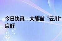 今日快讯：大熊猫“云川”“鑫宝”在美国动物园适应状态良好