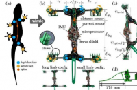 仿生蜥蜴机器人揭示了最佳运动所需的条件