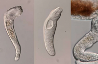 生物学家发现感染人类的寄生虫会产生像蚂蚁和白蚁一样的无菌士兵