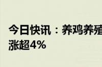 今日快讯：养鸡养殖板块盘初冲高，晓鸣股份涨超4%