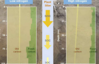 高氮输入促进新的有机碳重新分布到更深的土壤层