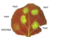 保护植物免受病原体的生物工程策略有助于保障全球粮食安全