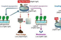 独特的水产养殖系统用更少的能源生产更多的鱼和蔬菜