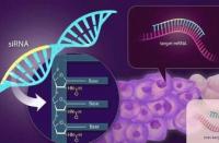 解决siRNA药物治疗遗传病的副作用问题