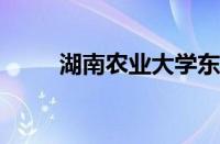 湖南农业大学东方科技学院分数线