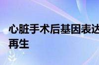 心脏手术后基因表达的改变延长了心肌细胞的再生