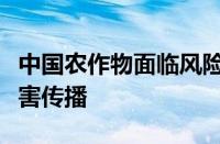 中国农作物面临风险气候变化加剧农作物病虫害传播