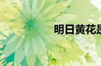 明日黄花是指什么意思