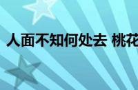 人面不知何处去 桃花依旧笑春风指什么意思