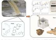 研究结合木屑和生物炭来净化水中的药物和营养物质