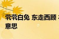 茕茕白兔 东走西顾 衣不如新 人不如故指什么意思