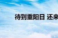 待到重阳日 还来就菊花指什么意思