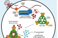 研究人员发现CRISPR-Cas10可以让受病感染的细菌充满有分子